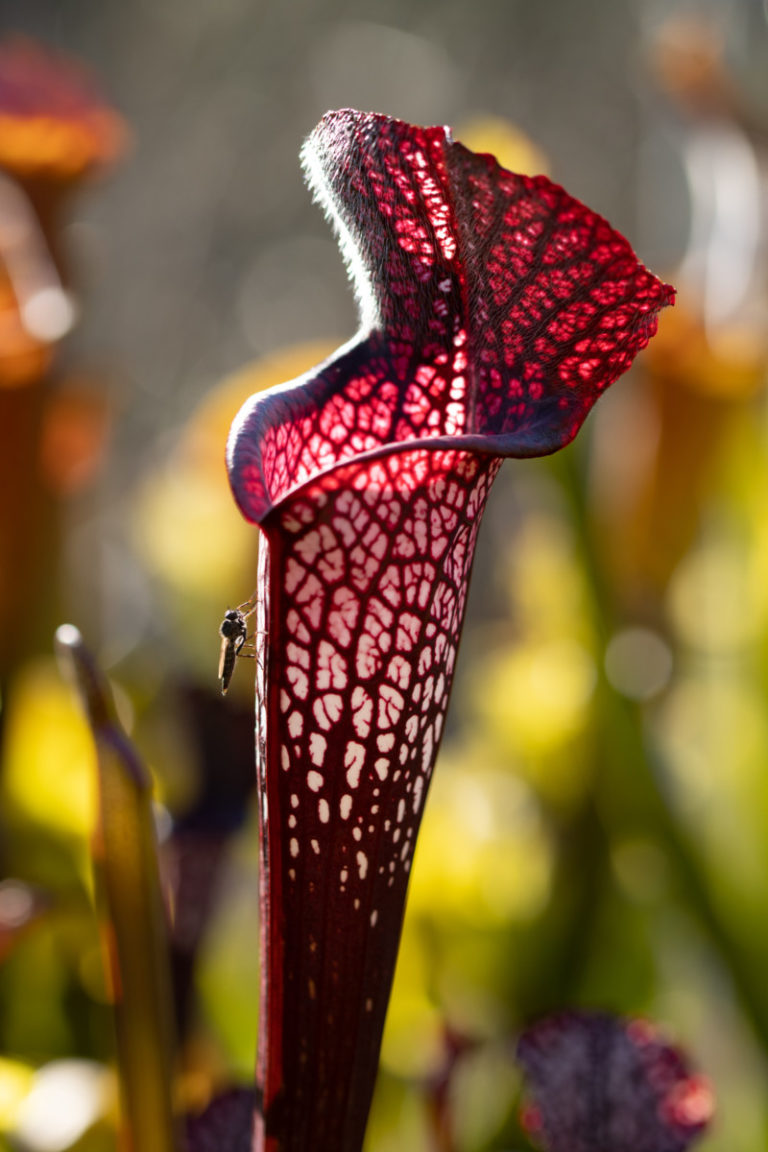 Sarracenia Leucophylla Black Sheer SL 05 Carnivores Zone