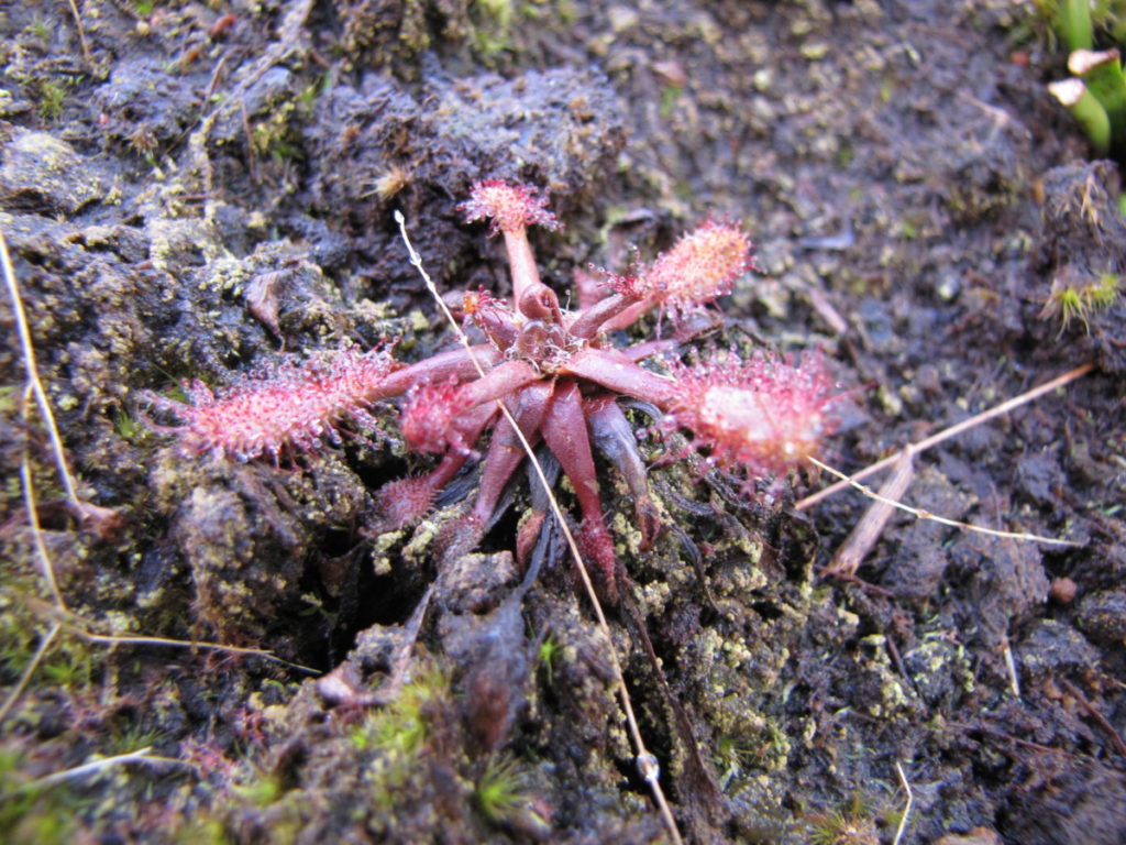 Drosera Anglica - Carnivores.Zone