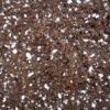 plantes carnivores kit de semis, germination's kit seeds Mix of dionaea/droseras - Image 6