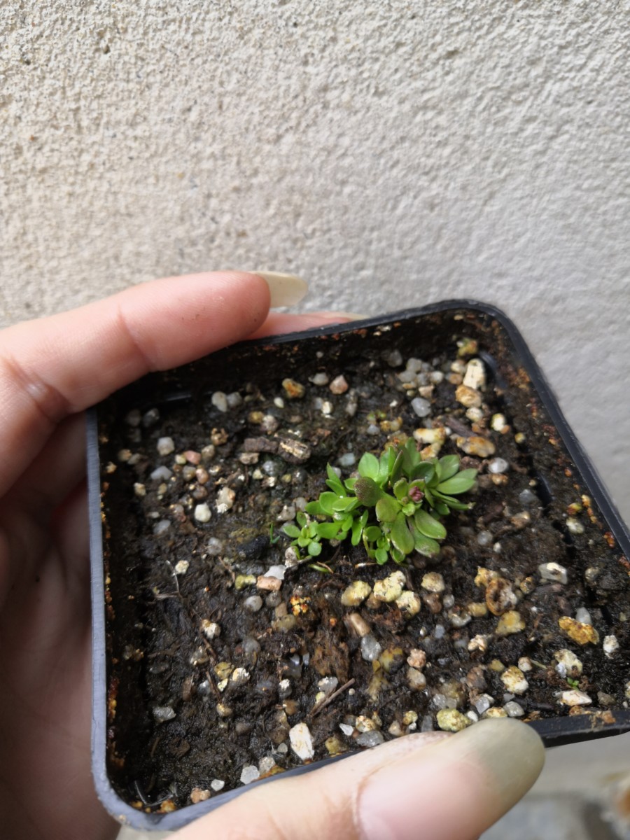 plante carnivore en 7 lettres
