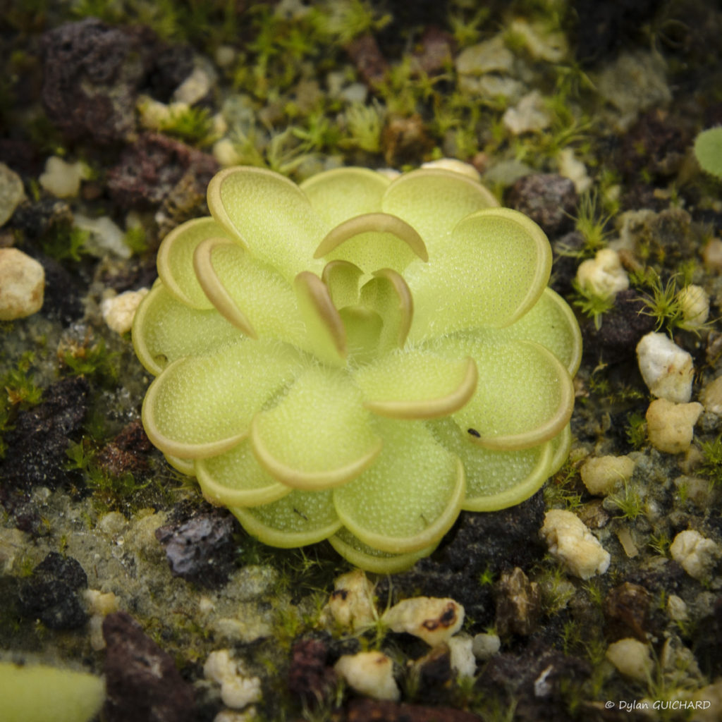 Pinguicula gracilis Carnivores.Zone