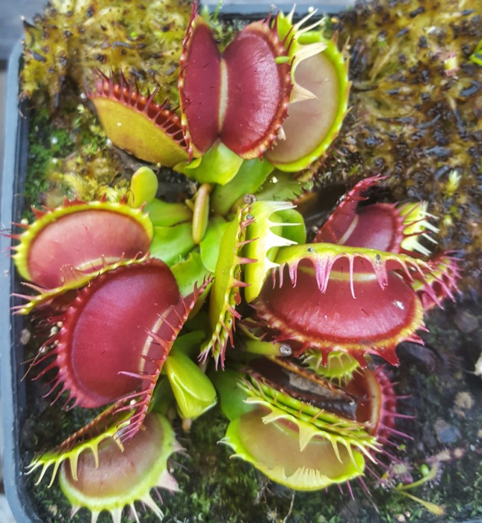 Dionaea Muscipula 'Fused Tooth' - Carnivores.Zone