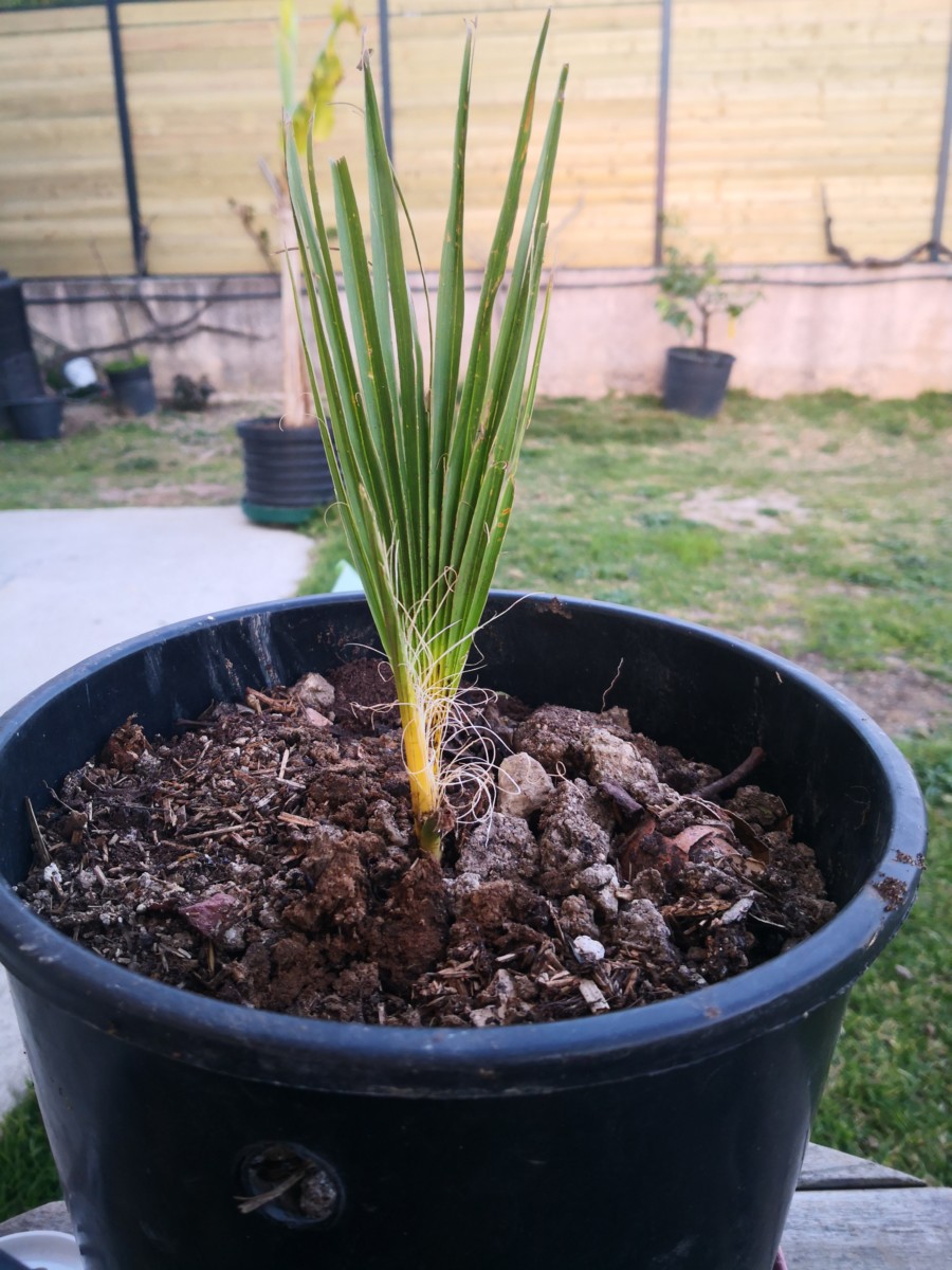 Trachycarpus fortunei (palmier chanvre, palmier moulin à vent) Pot de 40L -  Tronc 80/90 cm - total 180/220cm Taille Pot de 3 litres – 40/60 cm Couleur