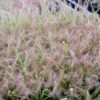 Carnivorous plants: dionaea shark teeth + droseras capensis + droseras binata - Image 2