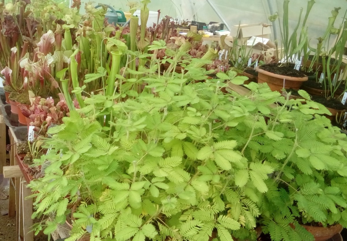 Tourbe Blonde Acide 3L - Substrat Naturel Pour Plantes Carnivores, Orchidées Et Semis