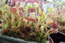 Plants dionaea Fake Dracula (G14 x Dentate) + royal red X dentate + shark teeth