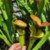 Sarracenia flava var. rugelii -- copper tinged in early growth, Milton, FL W (F17, MK) – Image 4