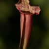 Sarracenia hybride No 28 – Image 7