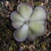 Pinguicula cyclosecta - Image 2