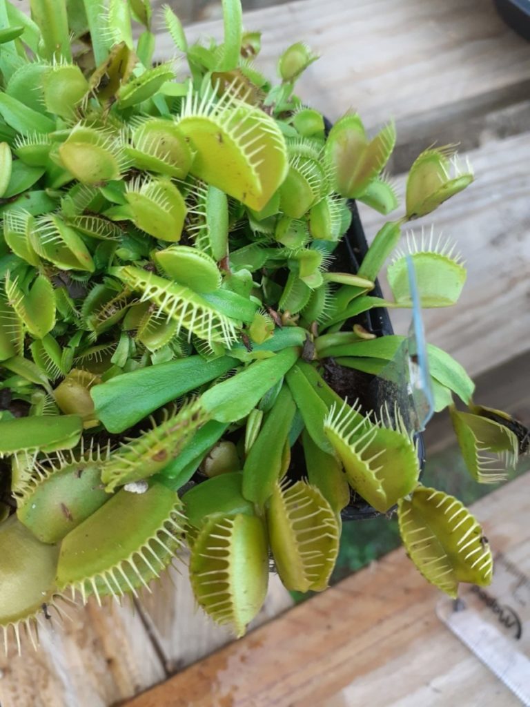 Dionaea Mirror - Carnivores.Zone