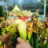 Sarracenia x moorei -- "Wilkerson White Knight" (H211, MK) - Image 3