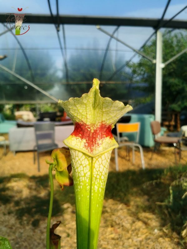 Sarracenia x moorei -- "Wilkerson White Knight" (H211, MK)