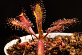 drosera x 'hercules' hercules rare aliciae capensis plante carnivore