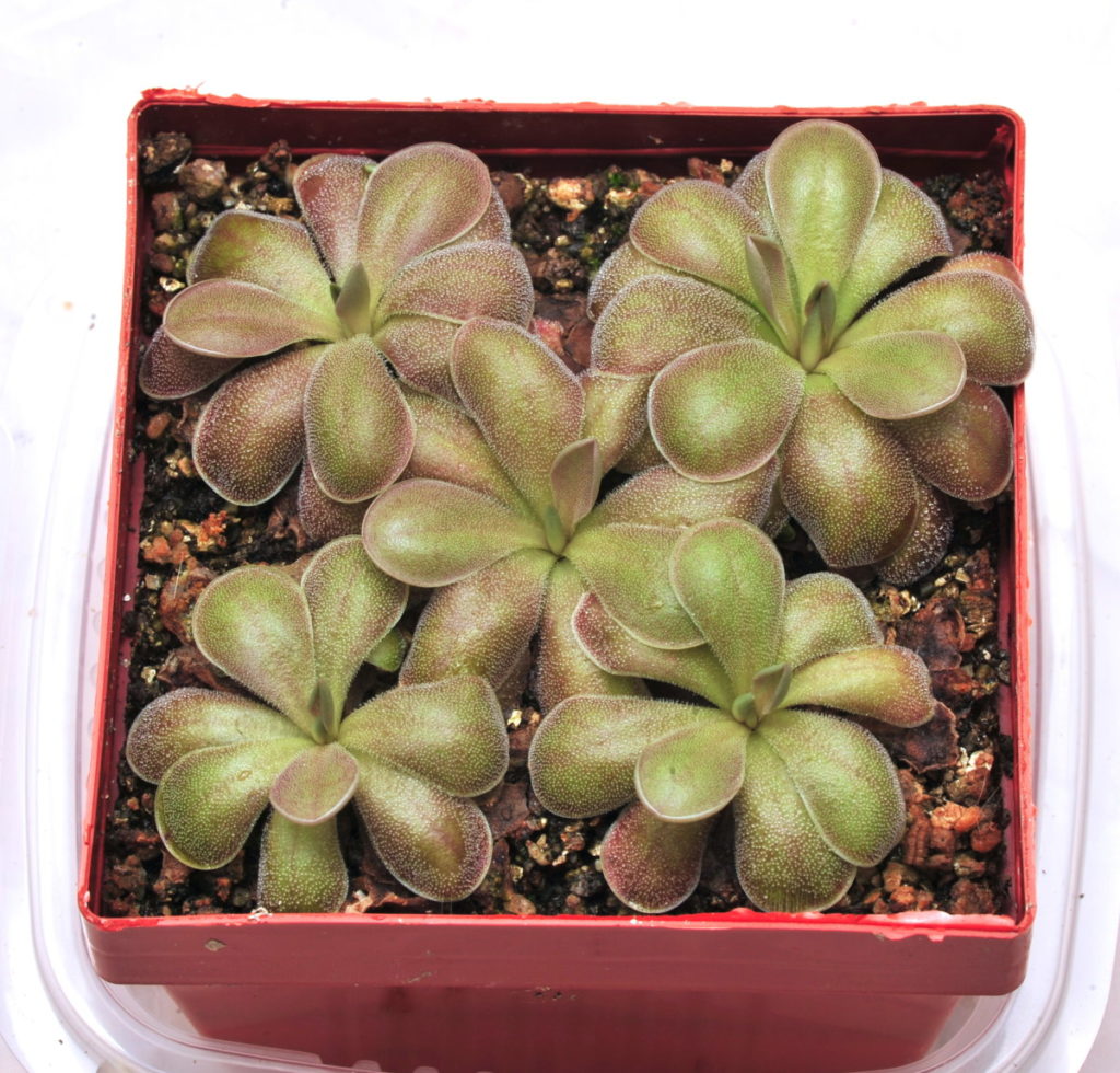 Pinguicula esseriana x laxifolia - Carnivores.Zone