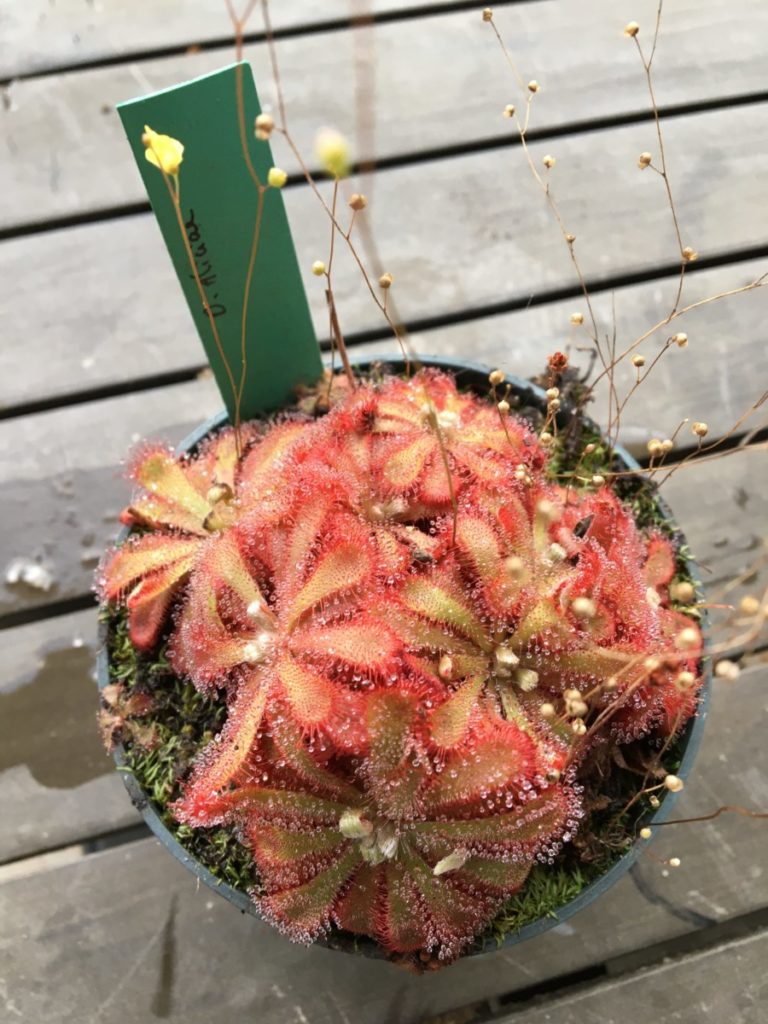 Carnivorous plants pack for beginners Carnivores.Zone