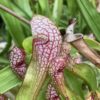 Graines : croisement à base de Sarracenia psittacina et hybrides 2024 – Image 12