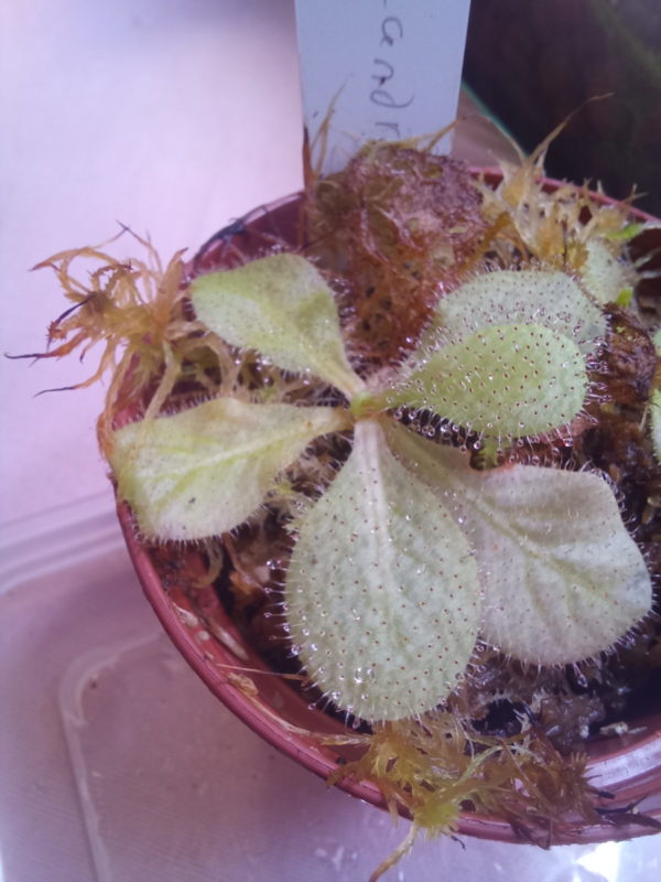 Drosera schizandra