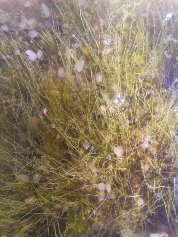 Utricularia resupinata