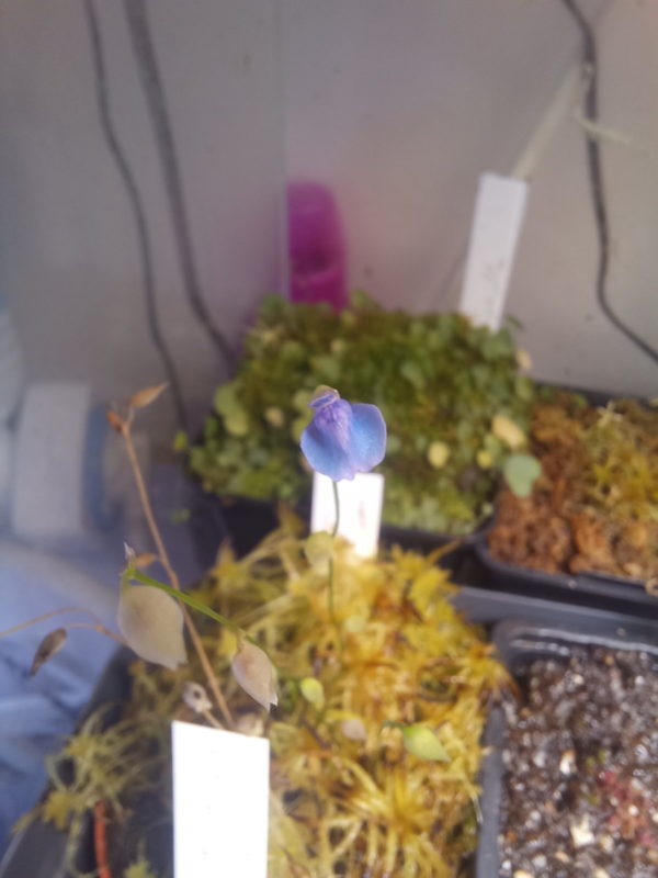 Utricularia babui Thailand