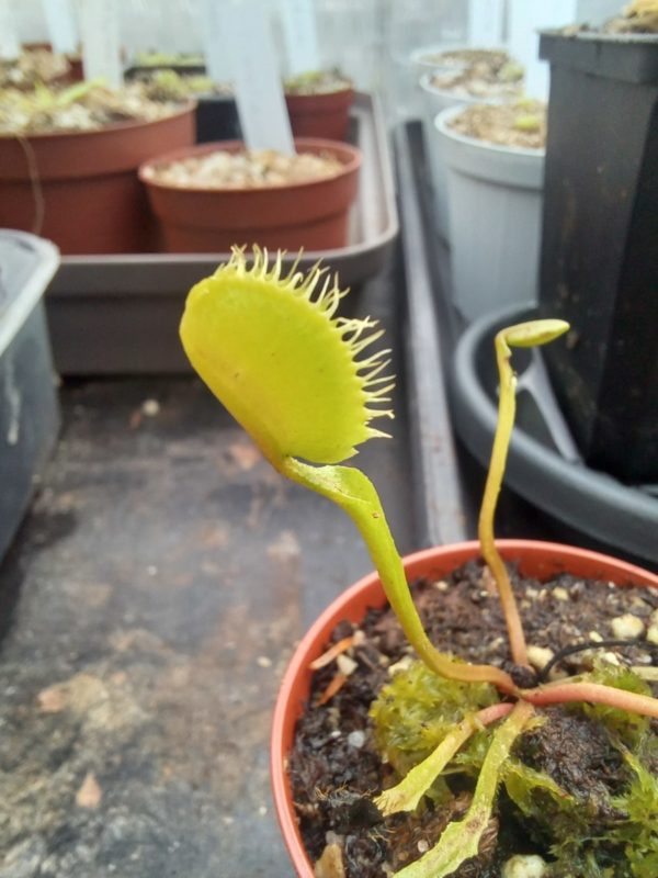 Dionaea bouman's mutant
