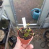 Dionaea bouman's mutant – Image 2