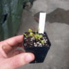 Dionaea GJ shir khan - Image 2