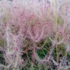 Carnivorous plants: dionaea shark teeth + droseras capensis + droseras binata - Image 3