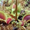 Lots plantes carnivores : Dionaea sawtooth +droseras capensis+ Binata + nidiformis +aliciaea+graines – Image 5