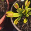 Dionaea muscipula -- "Raptor" – Image 3
