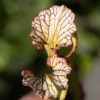 Sarracenia x moorei - issu de semis (SxM SG3) – Image 8