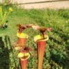 Sarracenia x ('Leah Wilkerson' x (atropurpurea x rubricorpora)) – Image 5