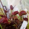 Plants dionaea Fake Dracula (G14 x Dentate) + royal red X dentate + shark teeth - Image 3