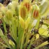 Lots 10 plants semi adultes de Dionaea Muscipula cultivars hybrides horticoles – Image 9