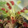 carnivorous plants Mystery box of 5 dionaea plants - Image 6
