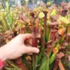 Sarracenia x "Orpaillage" – Image 6