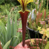 Seeds : Mix of Sarracenia seeds - crosses 2024 - Image 5