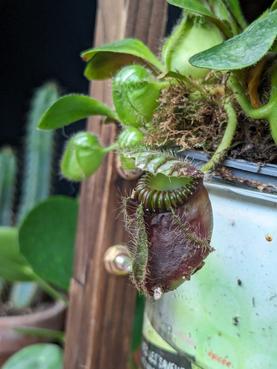 cephalotus follicularis か細い Donnelly River