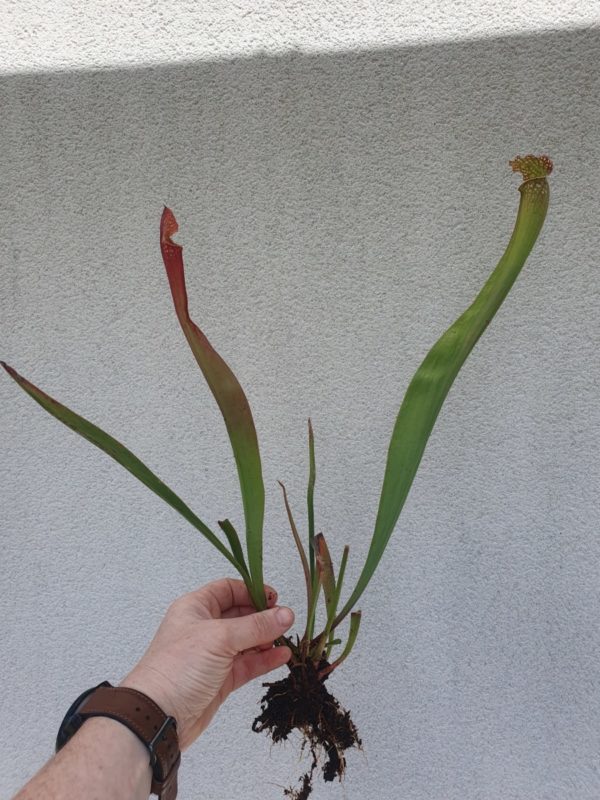 Sarracenia ‘Juthatip Soper’