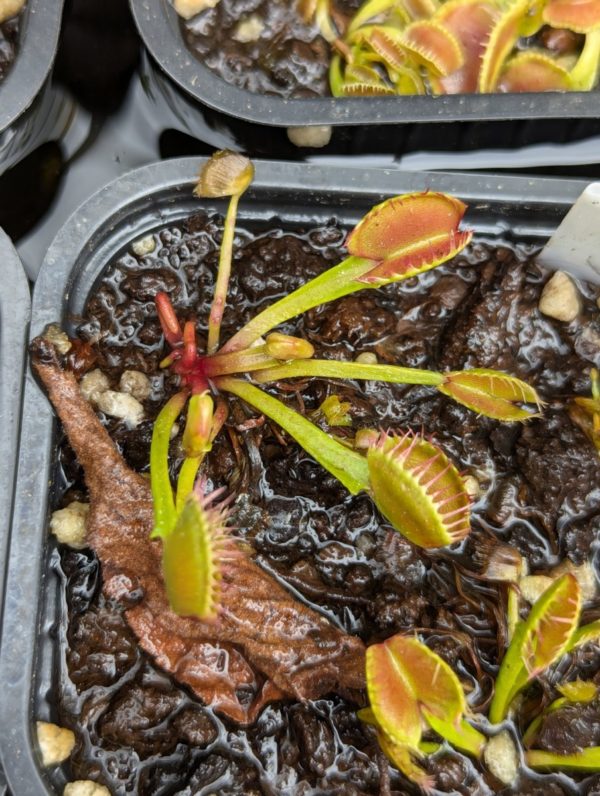 Lot de 3 dionaea : D. Cross Teeth + D. Giant Clam + D. Coquillage