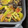 Lot de 3 dionaea : D. Cross Teeth + D. Giant Clam + D. Coquillage – Image 3