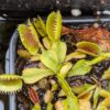 Lot de 3 dionaea : D. Cross Teeth + D. Giant Clam + D. Coquillage – Image 2