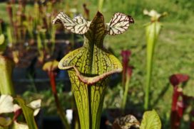 Sarracenia x (‘Leah Wilkerson’ x ‘French Kiss’) (clone d)