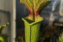 Sarracenia x moorei — A. Slack 1987, H25 PJ-Plants 2004.
(S.X36, Plantes-Insolites)