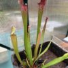 Sarracenia x stevensii – Image 3