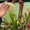 Sarracenia x Superjutaphil x Wilkerson'n white knight – Image 4