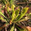 Sarracenia hybride No41 – Image 4