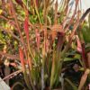 Sarracenia rubra – Image 3
