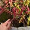 Sarracenia rubra ssp, gulfensis – Image 3