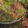 Drosera filiformis red – Image 4