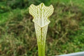 Sarracenia hybrid LBU03